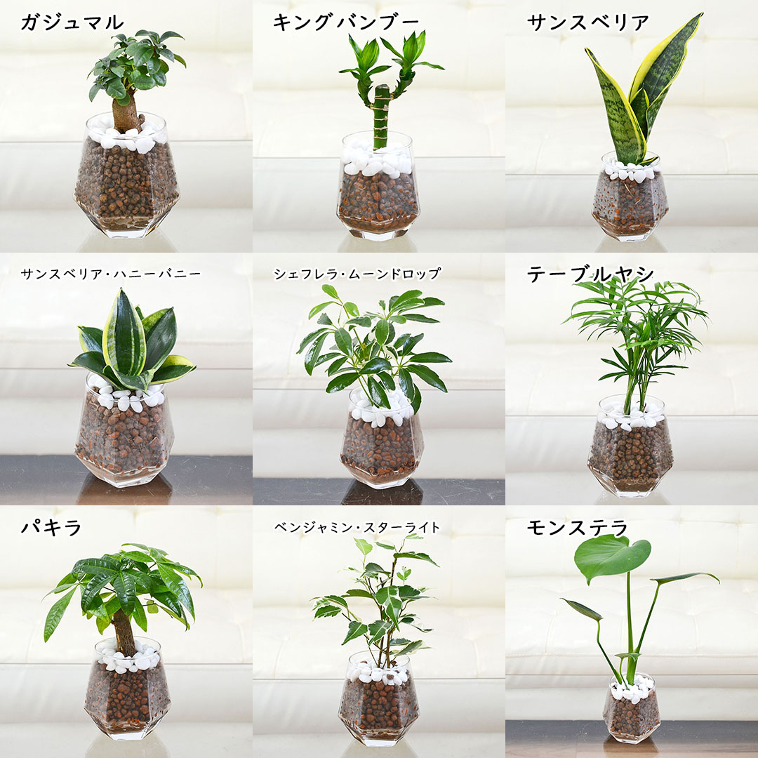 観葉植物の販売・ギフトならフラワーコーポレーション / 観葉植物ミニ