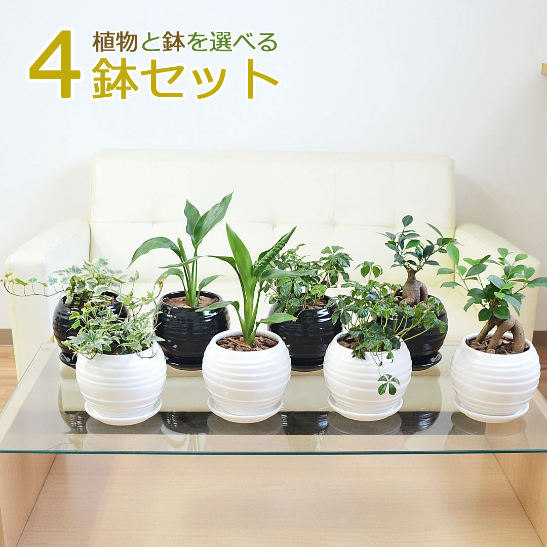 観葉植物 種類選べる ボール形陶器鉢植え 4鉢セット