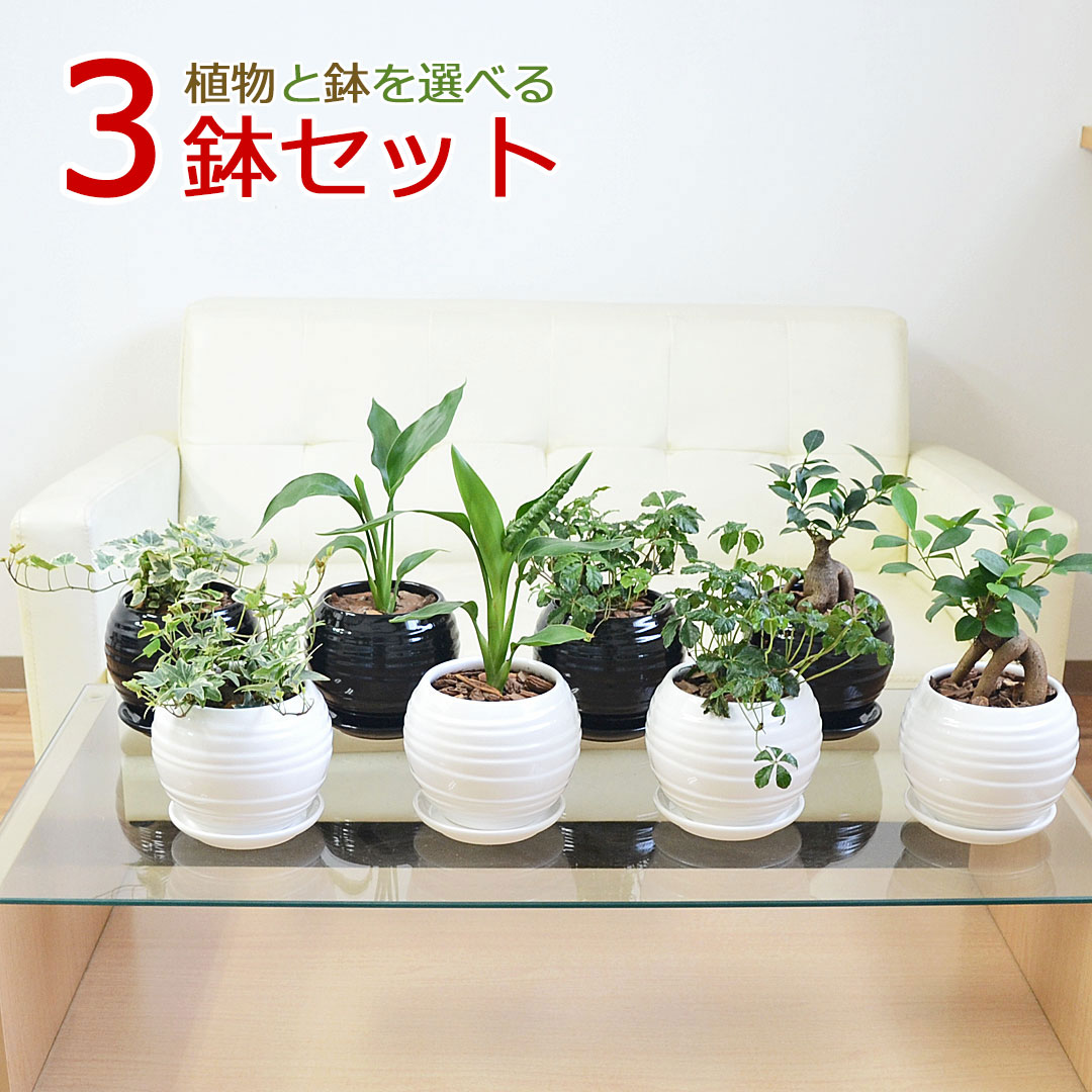 観葉植物 種類選べる ボール形陶器鉢植え 3鉢セット