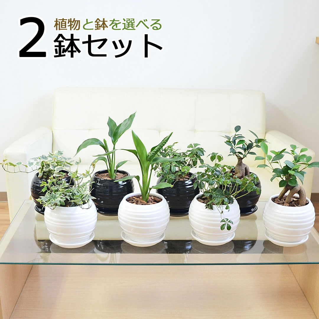 観葉植物 種類選べる ボール形陶器鉢植え 2鉢セット