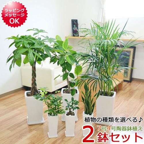 観葉植物の販売 ギフトならフラワーコーポレーション 観葉植物 7号4号 2鉢セット 陶器鉢植え アレカヤシ モンステラ