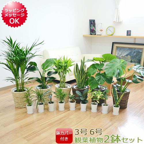 お買い得品　大人気のパキラ　観葉植物　鉢物　室内　乾燥に強い植物