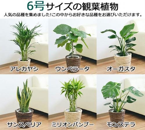 観葉植物【希少種 コルディリネ サウザンスプレンダー大型株プラ鉢植えごと発送】