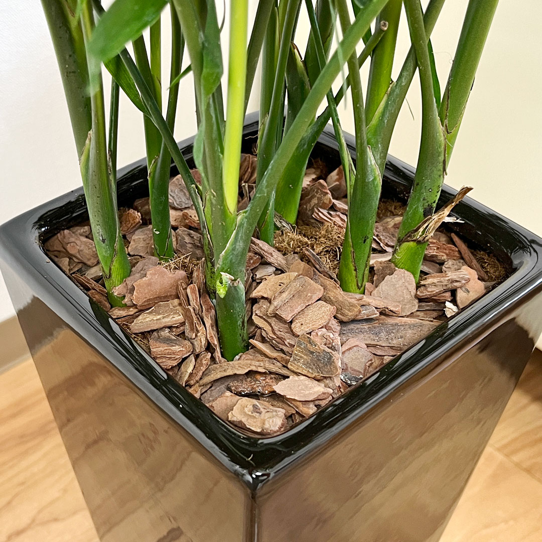 観葉植物の販売・ギフトならフラワーコーポレーション / 観葉植物 メキシコケンチャヤシ 7号 陶器鉢植え ロングスクエア ホワイト ブラック おしゃれ  お祝い 大型 室内 送料無料