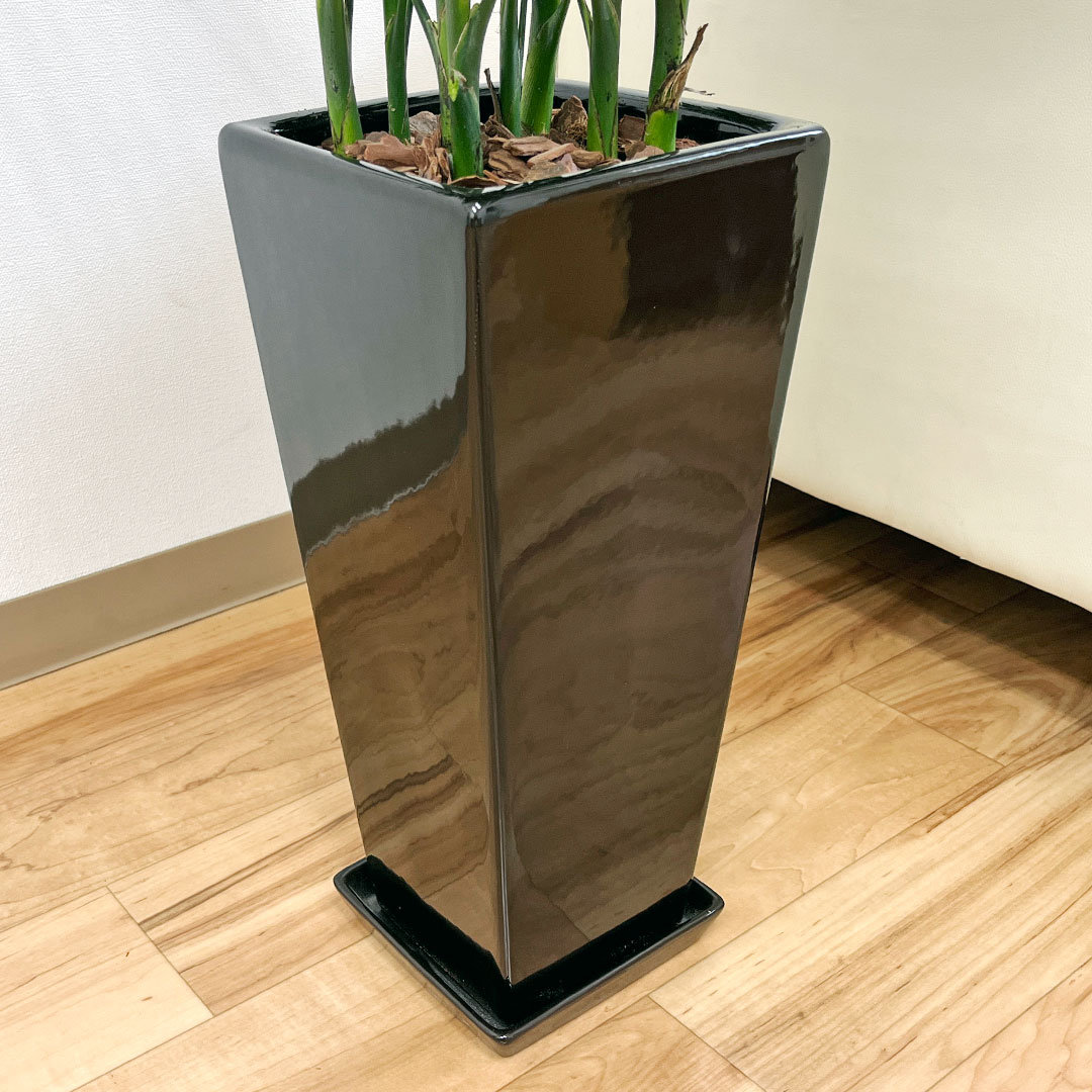 観葉植物の販売・ギフトならフラワーコーポレーション / 観葉植物 メキシコケンチャヤシ 7号 陶器鉢植え ロングスクエア ホワイト ブラック おしゃれ  お祝い 大型 室内 送料無料