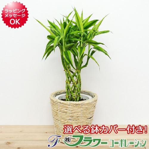 観葉植物 万年竹(ミリオンバンブー) 選べる鉢カバー付き 6号サイズ