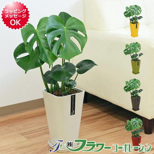 【送料無料】観葉植物 モンステラ カラースクエアポット 6号