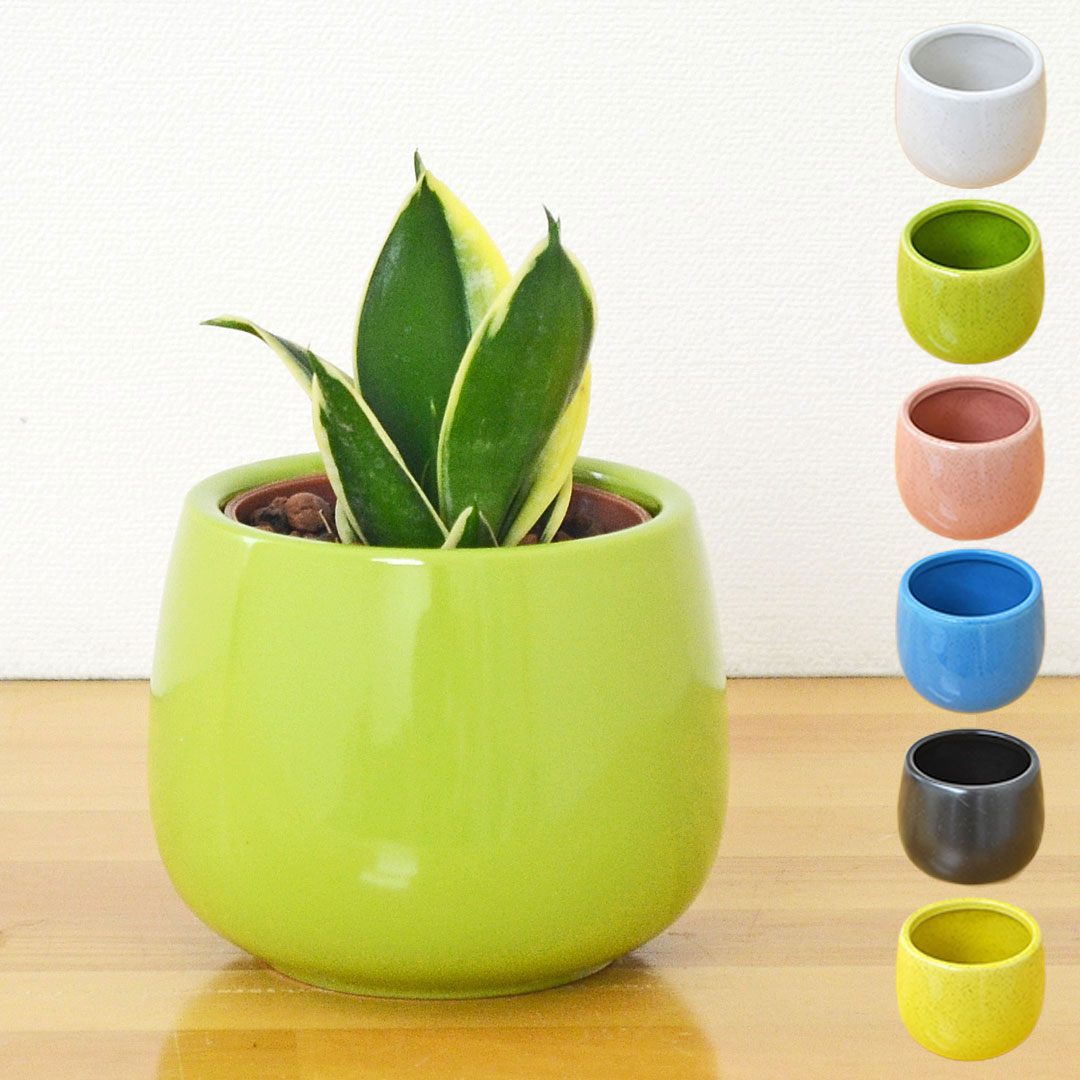 観葉植物 ミニ サンスベリア ハニーバニー ハイドロカルチャー 陶器鉢付き