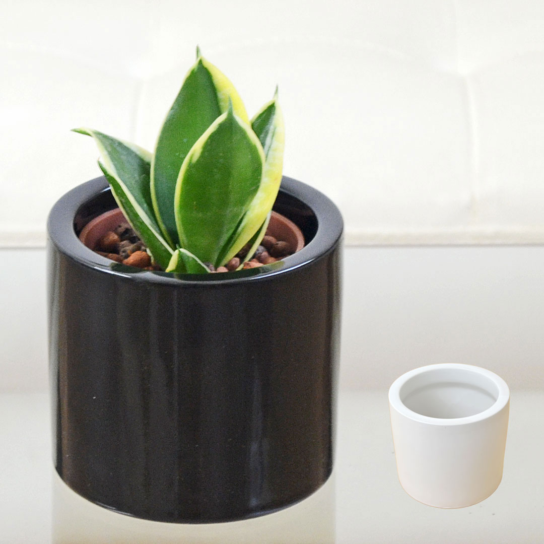 観葉植物 ミニ サンスベリア ハニーバニー ハイドロカルチャー モノトーン陶器鉢付き