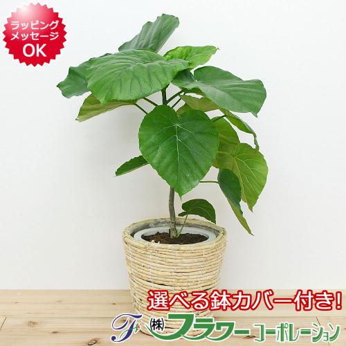 観葉植物の販売 ギフトならフラワーコーポレーション 観葉植物 フィカス ウンベラータ 6号 鉢カバー付き おしゃれ お祝い 送料無料 観葉植物の販売 ギフトならフラワーコーポレーション 観葉植物 フィカス ウンベラータ 6号 鉢カバー付き おしゃれ お祝い 送料無料