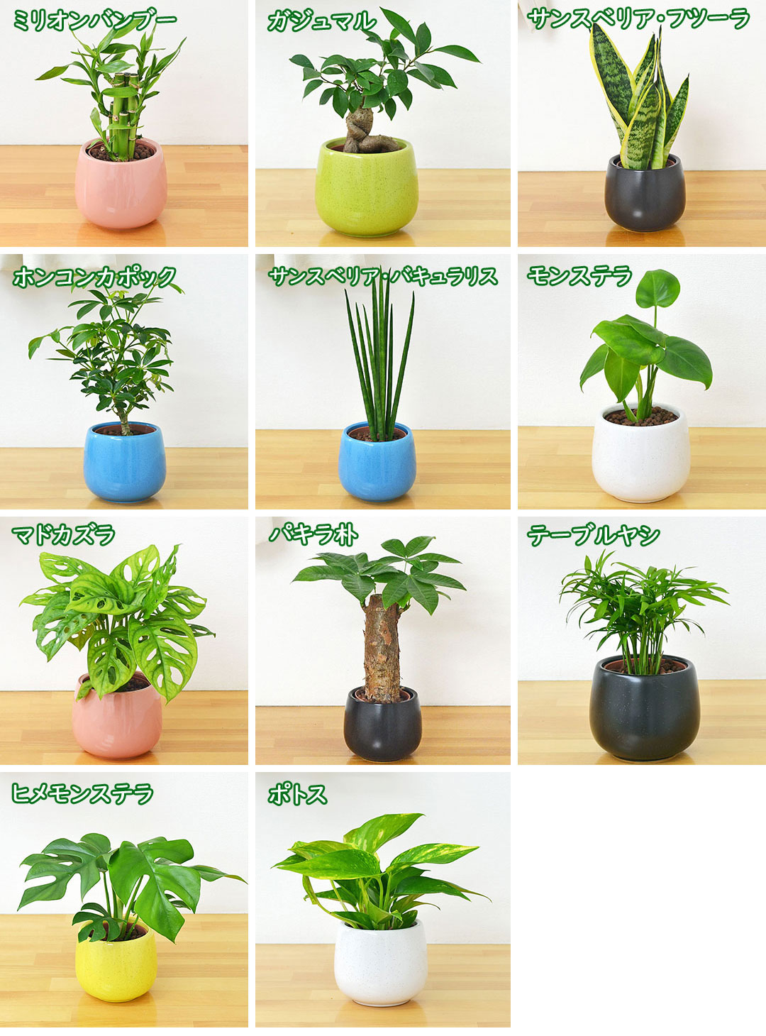観葉植物の販売・ギフトならフラワーコーポレーション / 観葉植物ミニ