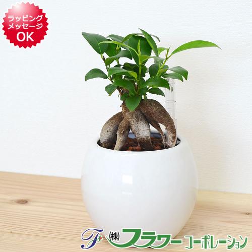 観葉植物の販売 ギフトならフラワーコーポレーション 観葉植物 ガジュマル ハイドロカルチャー 水耕栽培 水位計付き 陶器鉢植え ホワイト 送料無料