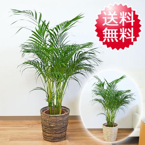 送料無料 観葉植物 アレカヤシ 8号 鉢カバー付き