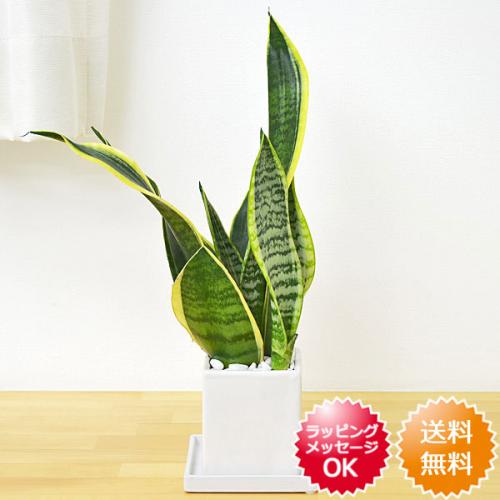 【送料無料】観葉植物 サンスベリア(サンセベリア) キューブ陶器鉢植え