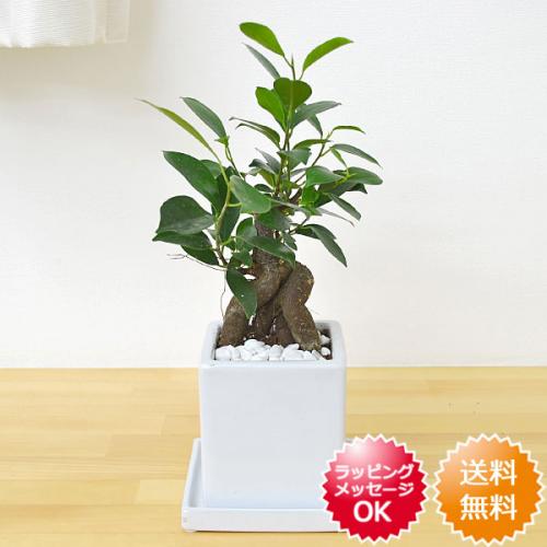 【送料無料】観葉植物 ガジュマル(多幸の木) キューブ陶器鉢植え