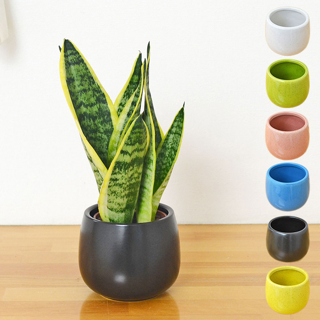 観葉植物 ミニ サンスベリア フツーラ ハイドロカルチャー 陶器鉢付き