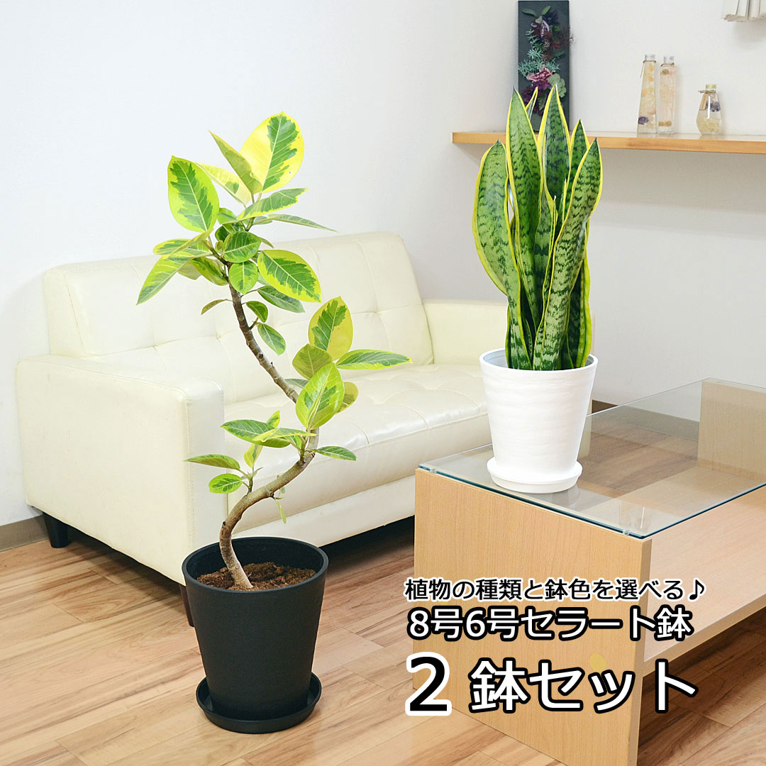 観葉植物 2鉢セット 8号 6号 セラアート鉢 ガジュマル サンスベリア