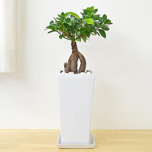 【ぐるなび会員様限定10%OFF】観葉植物 ガジュマル(多幸の木) スクエア陶器鉢植え