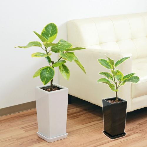 【送料無料】観葉植物 フィカス・アルテシーマ(アルテシマゴム) 6号 スクエア陶器鉢植え