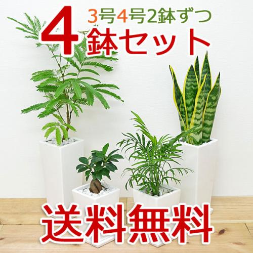 【送料無料】観葉植物 3号 4号 スクエア陶器鉢植え 4鉢セット