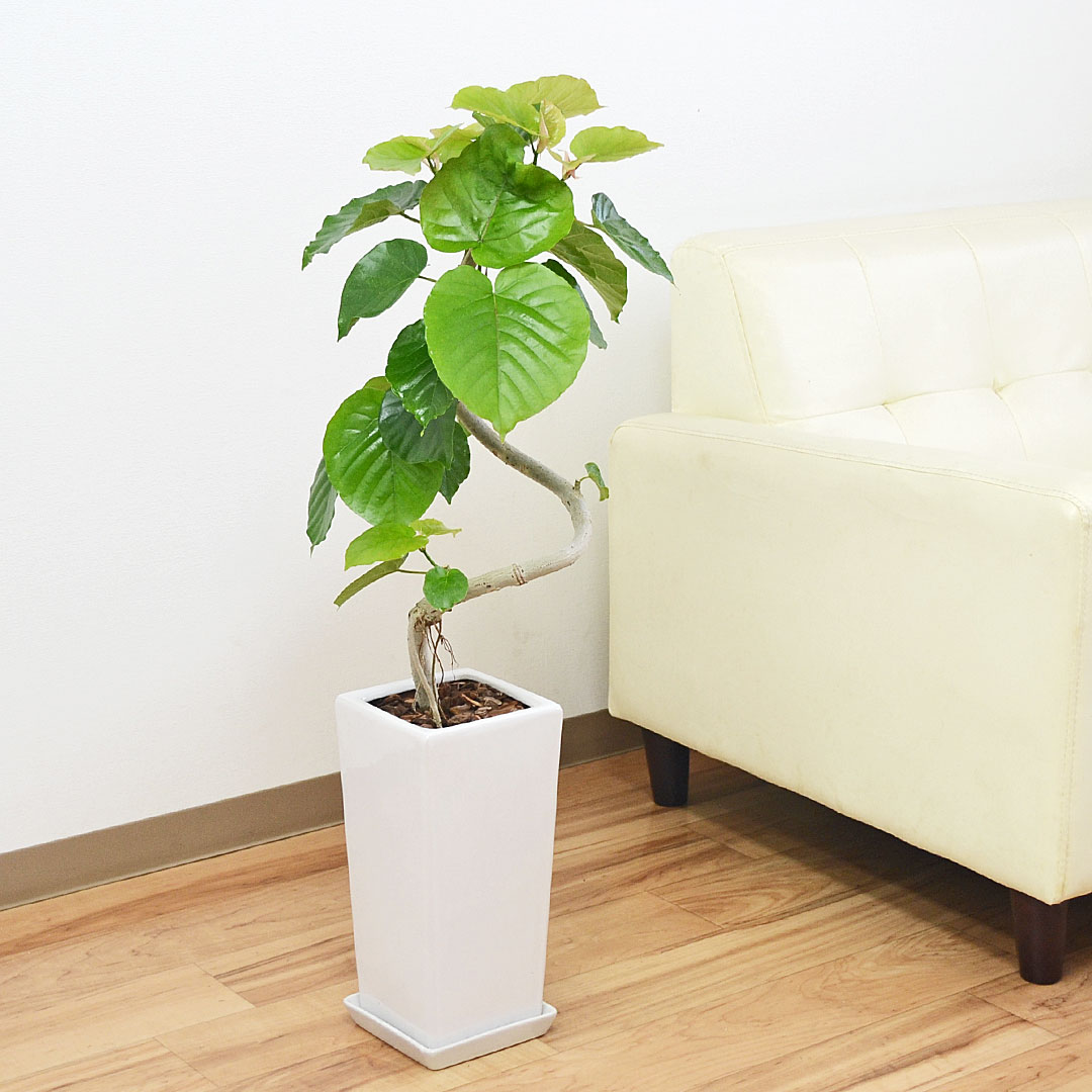 観葉植物 フィカス ウンベラータ ゴム 曲がり スクエア陶器鉢 6号