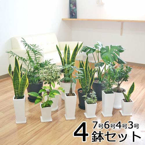 観葉植物 4鉢セット 7号 6号 4号 3号 モンステラ ガジュマル サンスベリア ヤシ