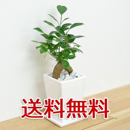 【送料無料】観葉植物 ガジュマル スクエア陶器鉢植え 3号