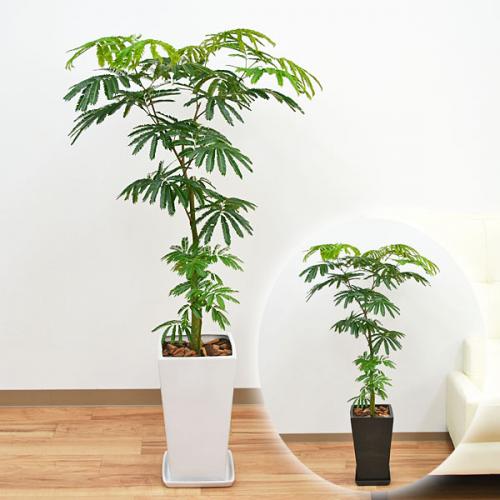 観葉植物の販売 ギフトならフラワーコーポレーション 送料無料 観葉植物 エバーフレッシュ ネムノキ スクエア陶器鉢植え 8号サイズ