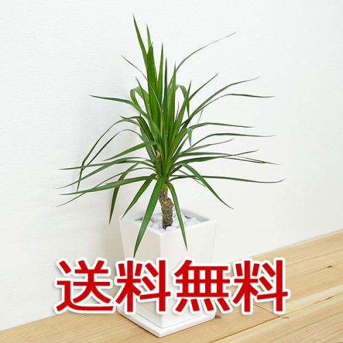 【送料無料】観葉植物 ドラセナ・コンシンネ スクエア陶器鉢植え 3号