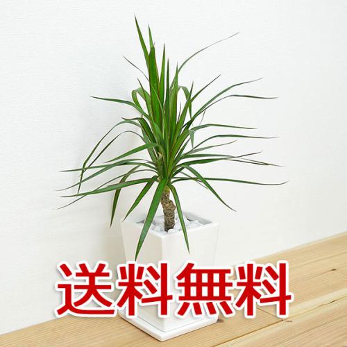 観葉植物の販売 ギフトならフラワーコーポレーション 送料無料 観葉植物 ドラセナ コンシンネ スクエア陶器鉢植え 3号