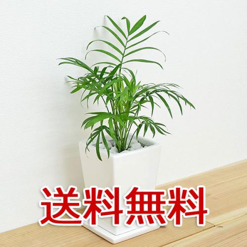 【送料無料】観葉植物 テーブルヤシ スクエア陶器鉢植え 3号