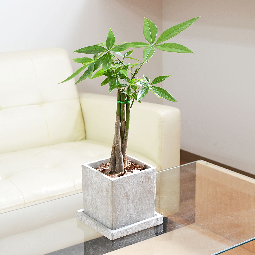 観葉植物の販売・ギフトならフラワーコーポレーション / 観葉植物