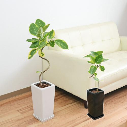観葉植物 フィカス・アルテシーマ(アルテシマゴム) らせん曲がり スクエア陶器鉢植え  送料無料