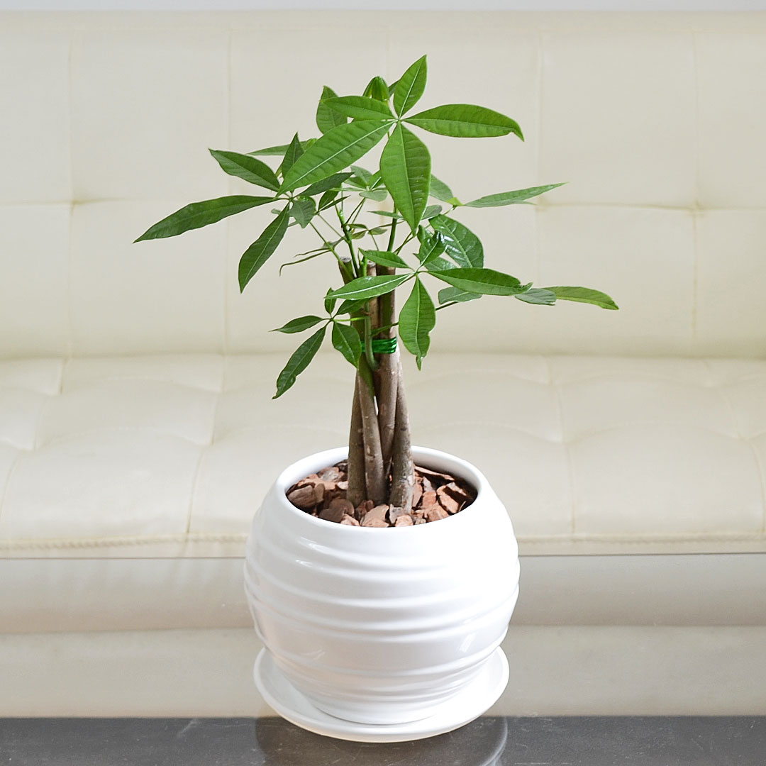 観葉植物 パキラ編み込み ボール型陶器鉢植え