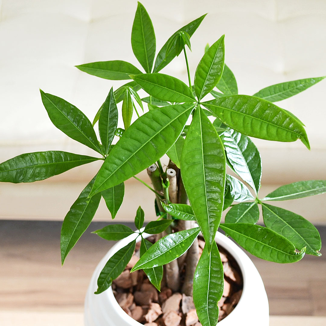 観葉植物の販売・ギフトならフラワーコーポレーション / 観葉植物
