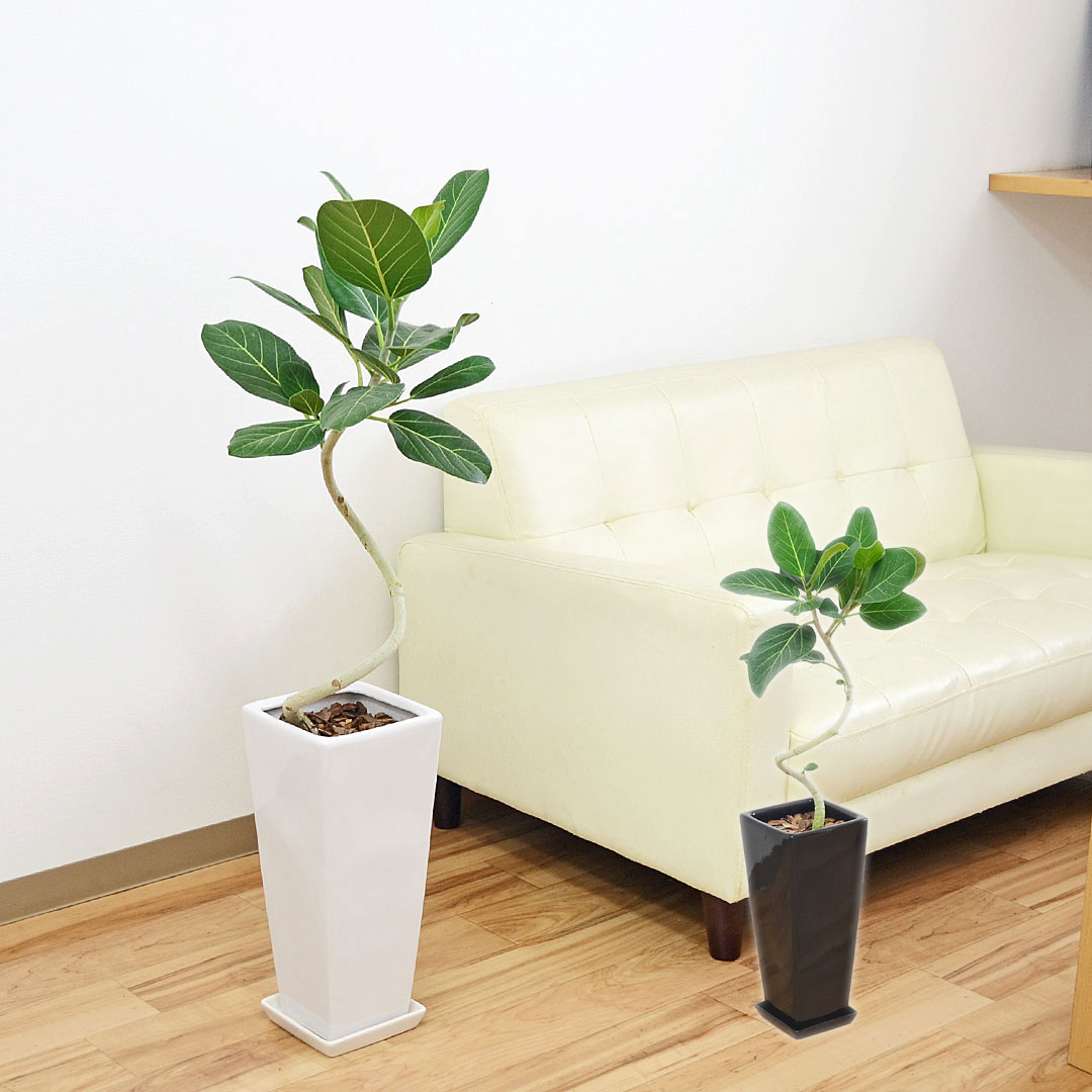 観葉植物 フィカス ベンガレンシス ベンガルゴム ベンガルボダイジュ 曲がり仕立てロングスクエア陶器鉢植え