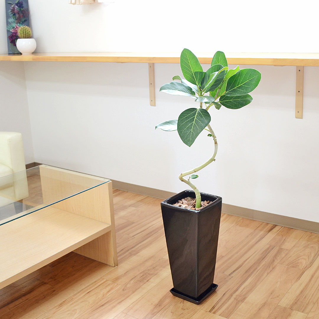 観葉植物の販売・ギフトならフラワーコーポレーション / 観葉 観葉植物の販売・ギフトならフラワーコーポレーション / 観葉