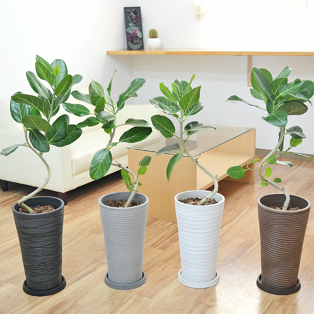 観葉植物 フィカス ベンガレンシス ベンガルゴム 曲がり仕立て デザイン鉢