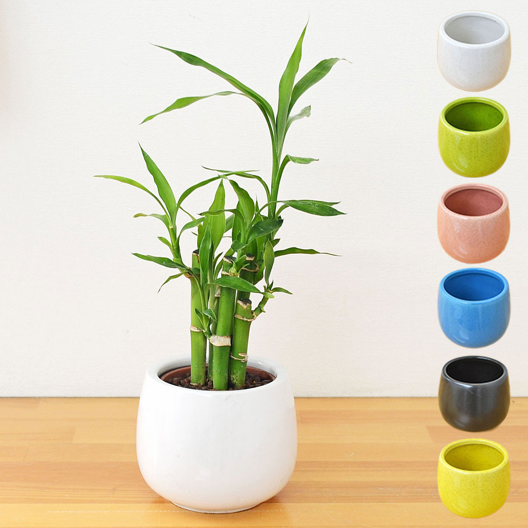 観葉植物 ミニ ミリオンバンブー ハイドロカルチャー 陶器鉢付き