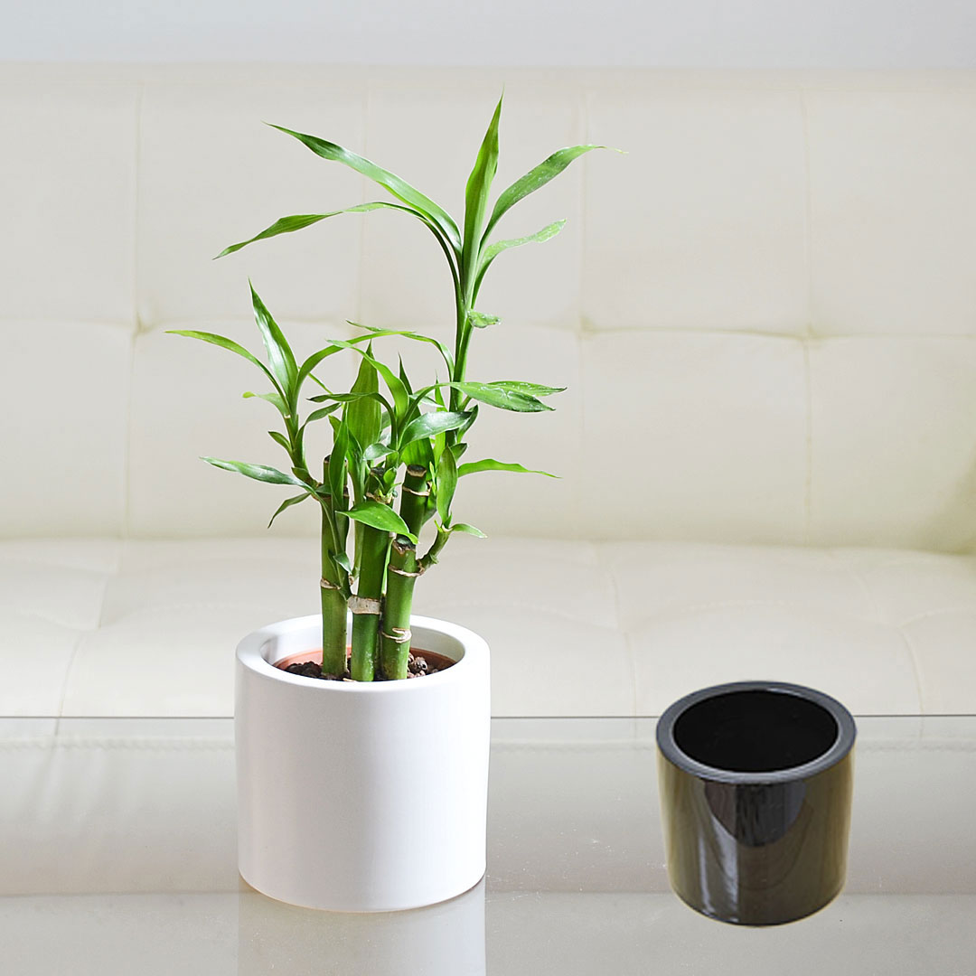 観葉植物 ミニ ミリオンバンブー ハイドロカルチャー モノトーン陶器鉢付き