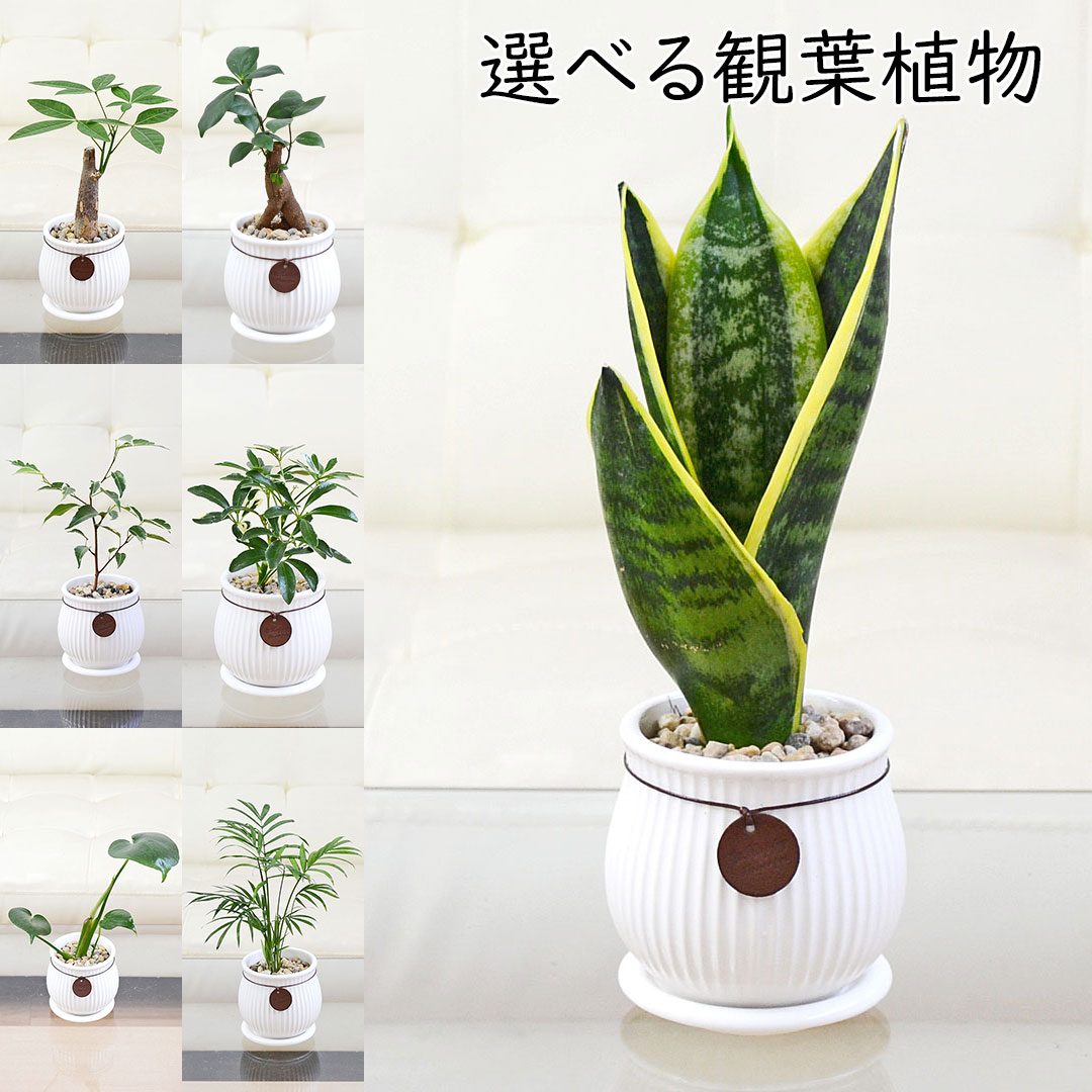 観葉植物 陶器鉢 タグ付き 3号 ミニ ホワイト 白 種類 選べる おしゃれ