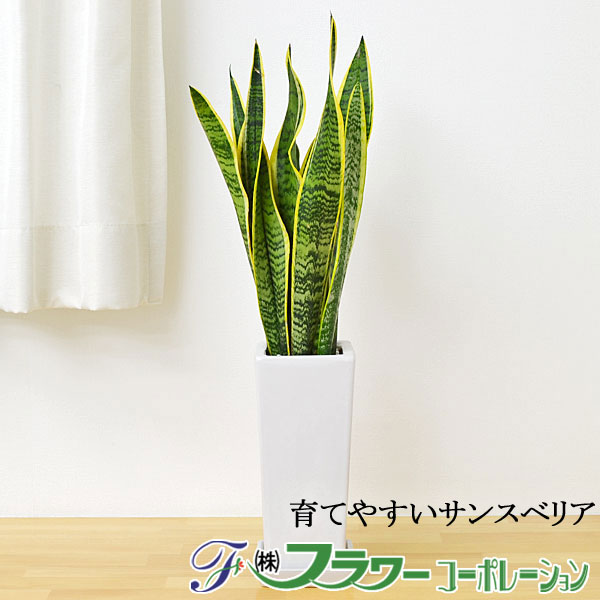 観葉植物 サンスベリア 陶器鉢植え 送料無料