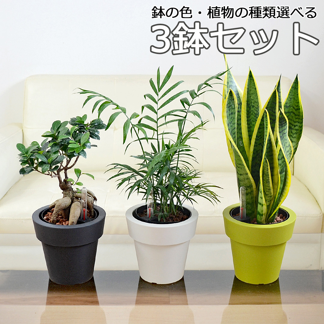 観葉植物の販売・ギフトならフラワーコーポレーション / 観葉植物 ...