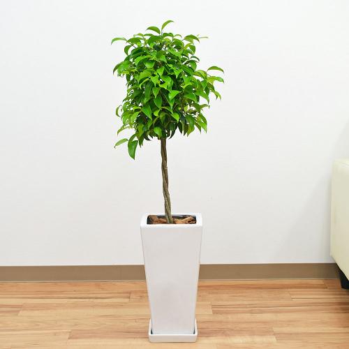 【送料無料】観葉植物 ベンジャミン(ベンジャミンゴム) スクエア陶器鉢植え 7号