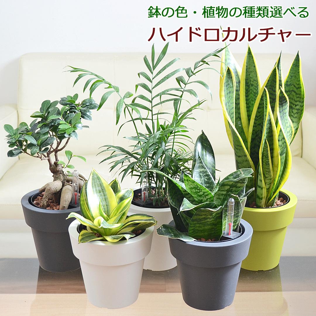 観葉植物 ハイドロカルチャー 5号 水耕栽培 種類 選べる