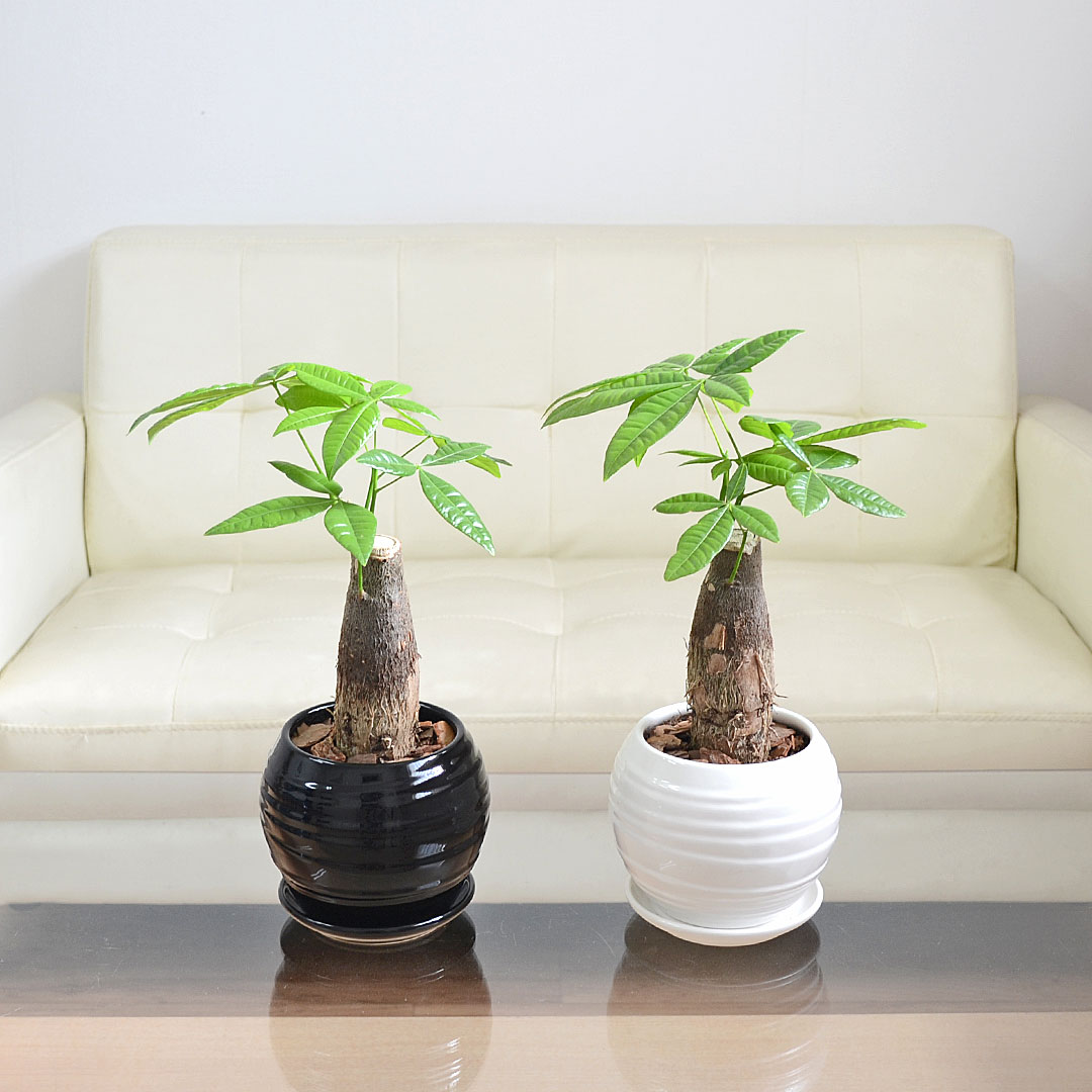 観葉植物 パキラ 朴 丸形 ボール形陶器鉢 ホワイト ブラック 白 黒