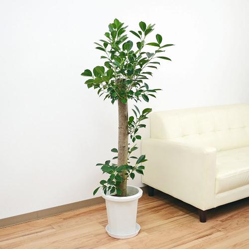 【送料無料】観葉植物 ガジュマル(多幸の木) 朴タイプ一本立ち 8号(中鉢)