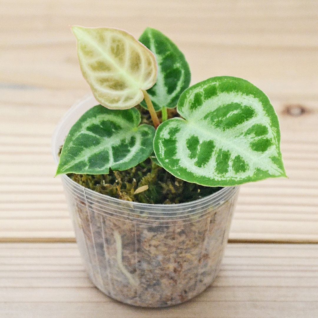 観葉植物 アンスリウム ドラヤキ アロイド系 2.5号 ポット苗