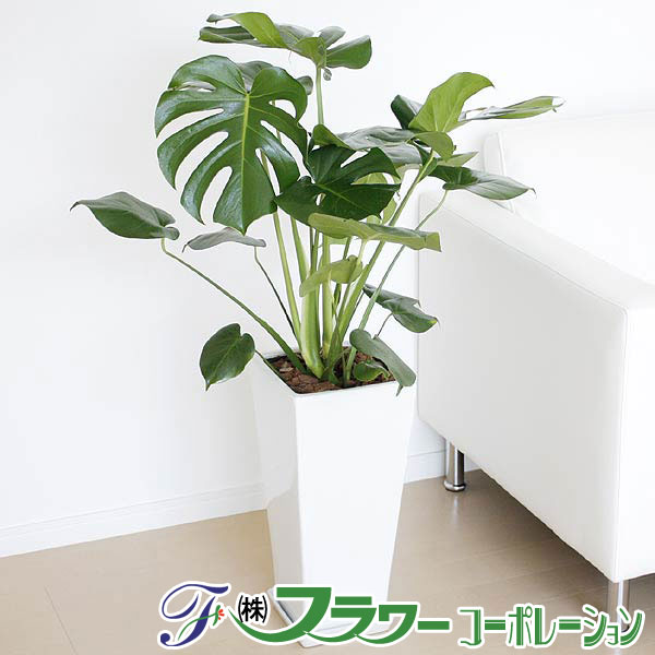 【送料無料】観葉植物 モンステラ ロングスクエア陶器鉢植え