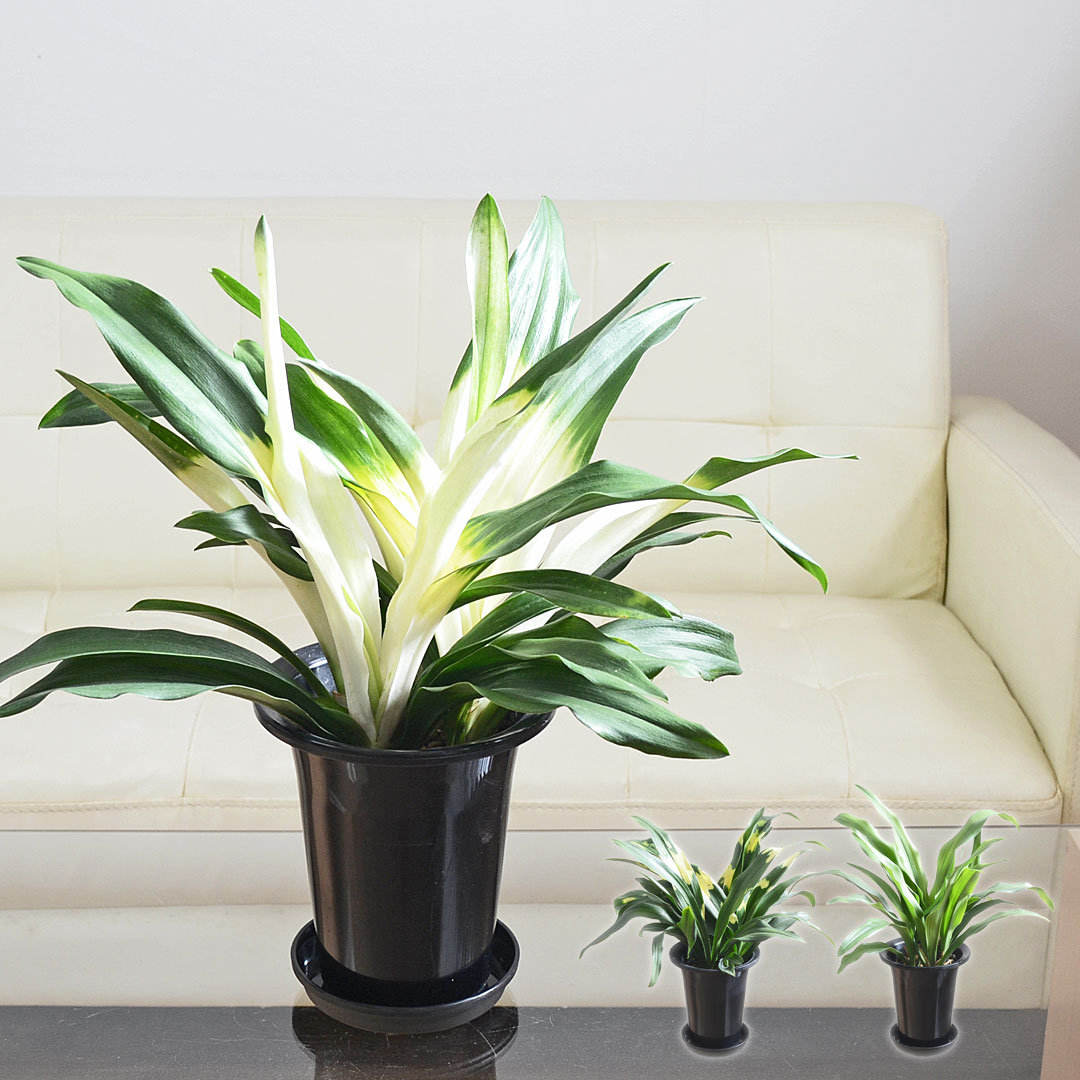 観葉植物 万年青 オモト 宝船 あけぼの 有田 5.5号 お祝い ギフト